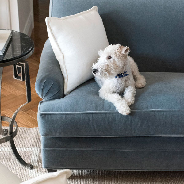 Small white dog with a blue collar resting on a blue upholstered sofa with a white pillow in a modern living room.